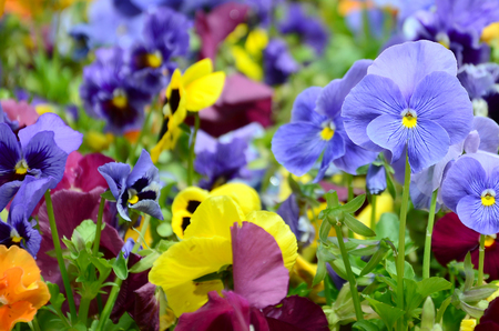 Multicolor pansy flowers or pansies as background or card. Field of colorful pansies with white yellow and violet pansy flowers on flowerbed in perspective.の写真素材