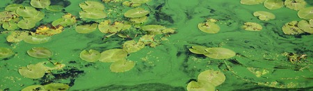 The surface of an old swamp covered with duckweed and lily leaves. Many small green leaves over dark...