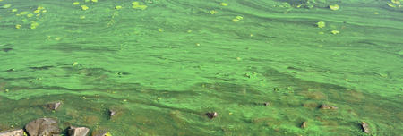 The surface of an old swamp covered with duckweed and lily leaves. Many small green leaves over dark...