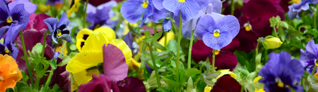 Multicolor pansy flowers or pansies as background or card. Field of colorful pansies with white yellow and violet pansy flowers on flowerbed in perspective.の写真素材