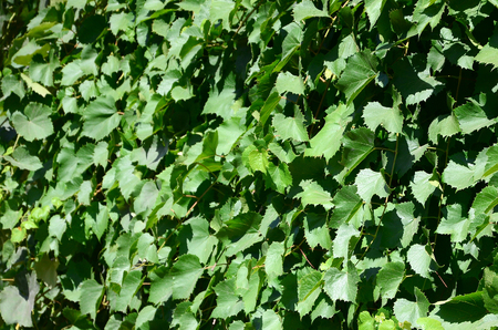 Texture of a wall overgrown with ivy from green leaves in a vineyard close upの写真素材