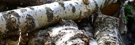 Closeup of firewood from old poplar with rough white bark. Felling of treesの写真素材