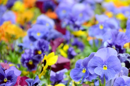 Multicolor pansy flowers or pansies as background or card. Field of colorful pansies with white...