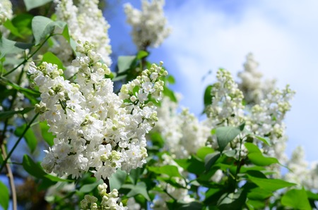 Branches of white lilac and green leaves. Background with beautiful blooming branch of lilacの写真素材
