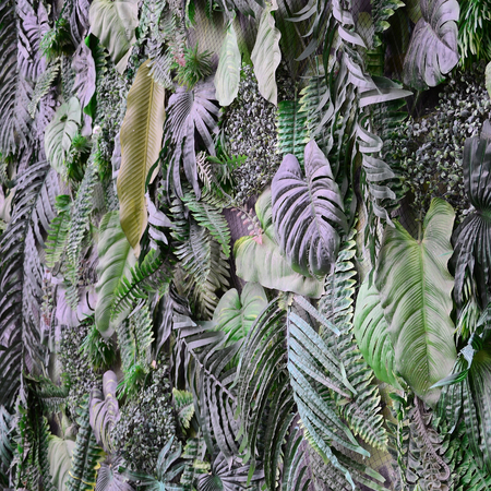 Tropical green leaves background, fern, palm and Monstera Deliciosa leaf on wall. Floral jungle...