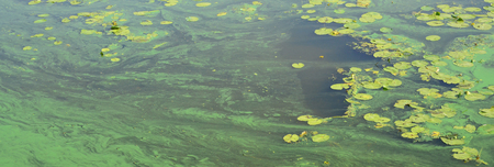 The surface of an old swamp covered with duckweed and lily leaves. Many small green leaves over dark...