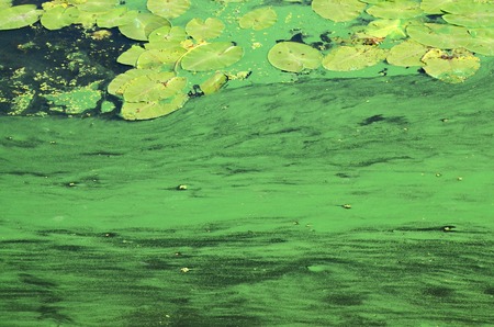 The surface of an old swamp covered with duckweed and lily leaves. Many small green leaves over dark...