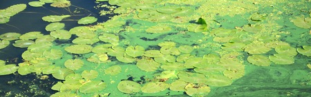 The surface of an old swamp covered with duckweed and lily leaves. Many small green leaves over dark...