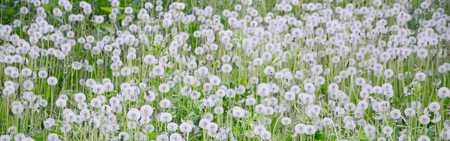 White fluffy dandelions flower in nature, natural background. Many flowers in green meadow close up. Selective focusの写真素材