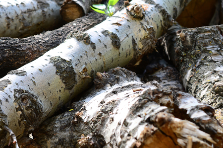 Closeup of firewood from old poplar with rough white bark. Felling of treesの写真素材