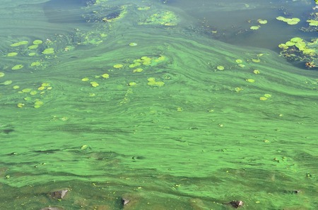 The surface of an old swamp covered with duckweed and lily leaves. Many small green leaves over dark water backgroundの写真素材