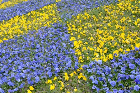 Beautiful violet and yellow pansies in the spring garden. Vivid pansy flowers at the flowerbeds in ukrainian colors. Flower summer background. Spring time blossoming blue romantic pansies bloomingの写真素材