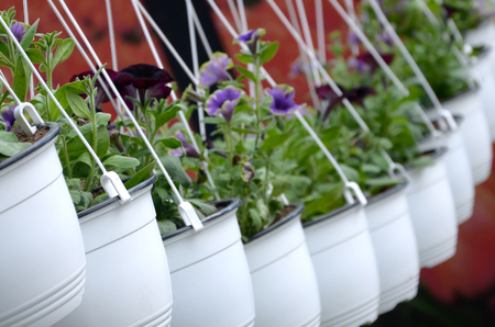 Pansies Flowers in hanging pots in the store, spring background. Many white pots with mixed pansiesの写真素材
