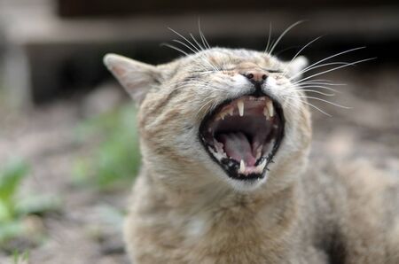 Brown tabby domestic cat yawning with a blurred green yard in the background