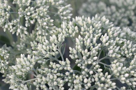 Lot of blooming Hylotelephium telephium white flowers with green leaves and stems. Inflorescence of...
