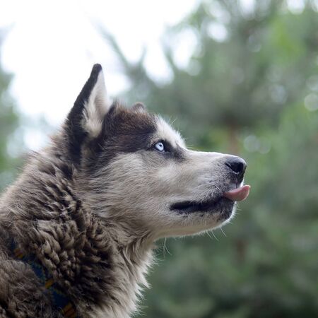 Alaskan Malamute with blue eyes. The Arctic Malamute is a wonderful fairly large dog native type designed to work in harness, one of the oldest breeds of dogsの写真素材