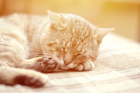 Close up of a sad and lazy tabby cat napping on the couch outdoors in evening with selective focus. Domestic pet rest on soft sofaの写真素材