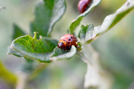 Colorado potato beetle larvae on young potato leaves. Numerous Colorado beetle larvae. Pests eating in a vegetable garden. They have already eaten all the leavesの写真素材