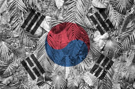 South Korea flag depicted on many leafs of monstera palm trees. Trendy fashionable backgroundの写真素材