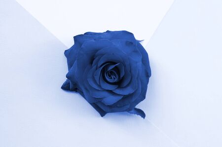 Rose flower on phantom classic blue color background top view. Flat lay style minimalismの写真素材