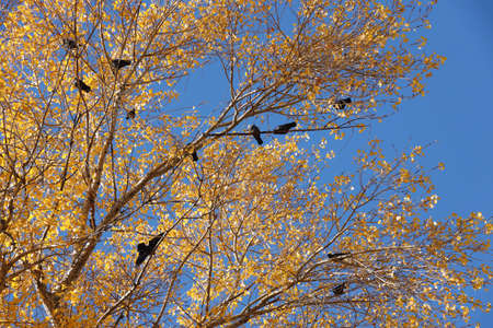 Many black birds sits on the branches of tall autumn tree with yellow leaves against blue sky backgroundの写真素材