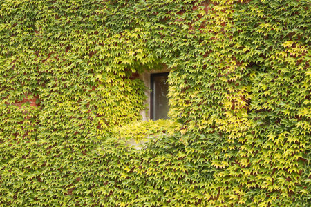 Antique brick facade covered in green and yellow ivy with a small square window. Window on antique brick wall of medieval castle with climbing plant, vine plant covering. Detail of buildingの写真素材