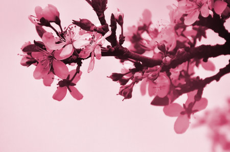 Flowering branch of apricot tree. Early flowering of trees in April. White apricot flowers of small size Image toned in Viva Magenta, color of the 2023 yearの写真素材