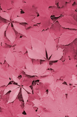 A large number of fallen and yellowed autumn leaves on the ground. Autumn background texture Image toned in Viva Magenta, color of the 2023 yearの写真素材