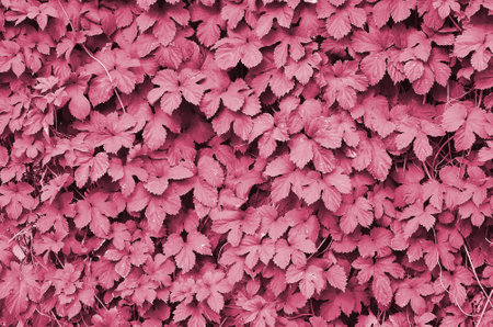 Green ivy grows along the beige wall of painted tiles. Texture of dense thickets of wild ivy Image toned in Viva Magenta, color of the 2023 yearの写真素材