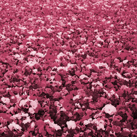 Multicolor pansy flowers or pansies as background or card. Field of colorful pansies with white yellow and violet pansy flowers on flowerbed. Image toned in Viva Magenta, color of the 2023 yearの写真素材