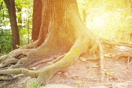 Mighty roots of an old tree in green forest in daytime. Beautiful intertwining roots of tree covered with grass in sunny woodの写真素材