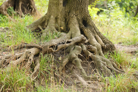 Mighty roots of an old tree in green forest in daytime. Beautiful intertwining roots of tree covered...