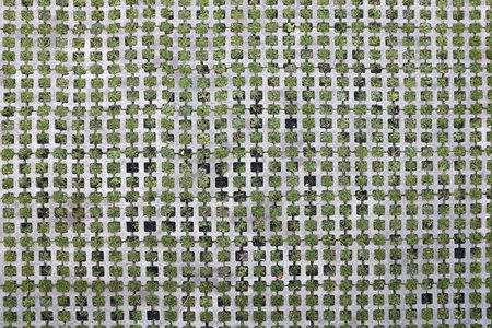Geometric background of eco floor bricks and green grass. Eco parking texture. Floor stone tile with a rhomb hole for grass. Eco-friendly parking of concrete cells and turf grassの写真素材