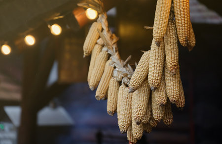 Dried corn cobs. Dried Corns hanging on rustic wall close upの写真素材