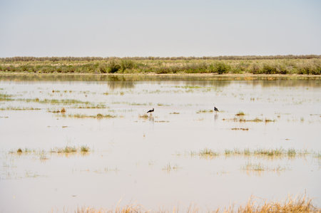 Wild birds in the steppe of Kazakhstan. Tien Shan foothills