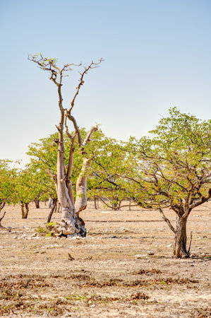 African savannah in Chobe National Park, Botswana, Africaの写真素材