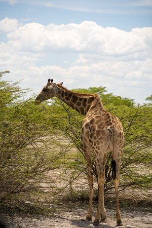 Giraffe in the Etosha National Park, Namibiaの写真素材