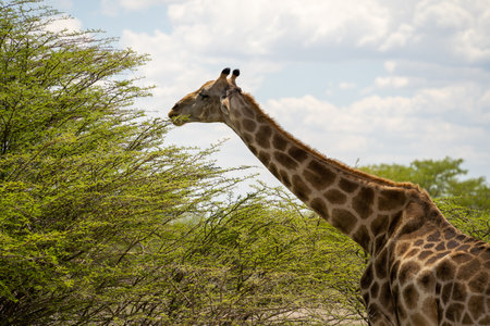 Giraffe in the Etosha National Park, Namibiaの写真素材