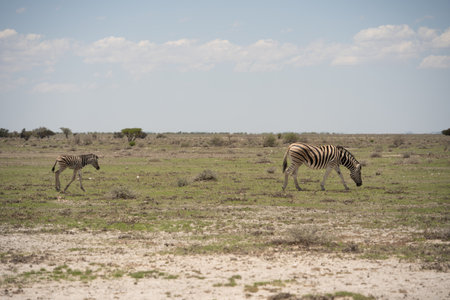 Zebras in the Etosha National Park in Namibiaの写真素材