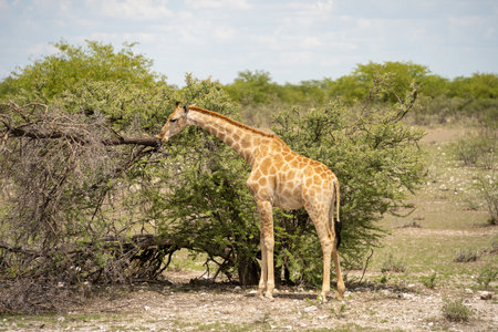 Giraffe in the Etosha National Park, Namibiaの写真素材