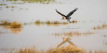 Black-necked stork (Pteropus nigricollis)の写真素材