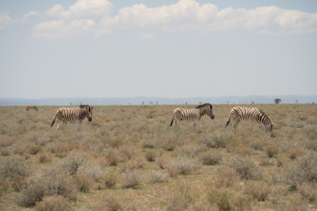 Zebras in the Etosha National Park, Namibiaの写真素材