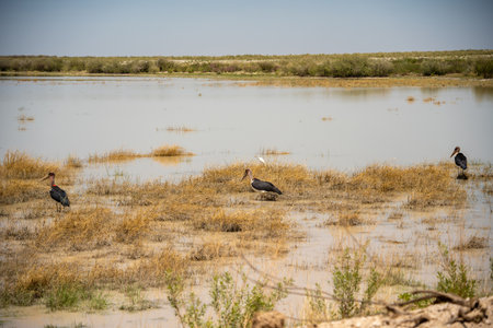Marabou stork in Chobe National Park, Botswana, Africaの写真素材