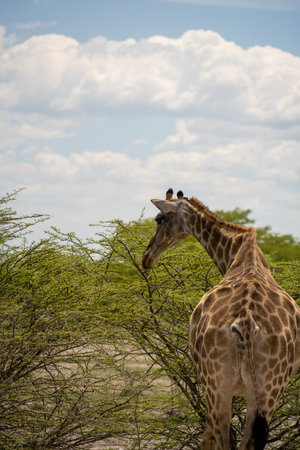 Giraffe in the Okavango Delta - Moremi National Park in Botswanaの写真素材