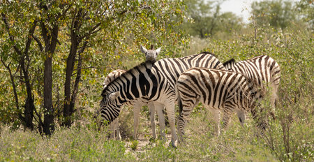 Zebras in the Okavango Delta - Moremi National Park in Botswanaの写真素材