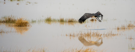 Great Blue Heron (Ardea herodias) in the waterの写真素材