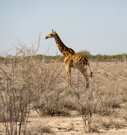 Giraffe in the Etosha National Park, Namibiaの写真素材