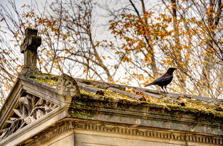 Crow sitting on the top of an old cemetery in Paris, Franceの写真素材