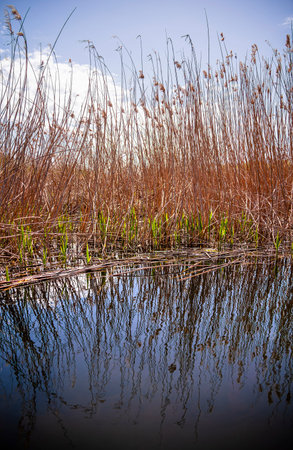 Danube Delta Landscape, Romania