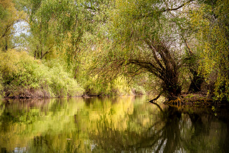 Danube Delta Landscape, Romania